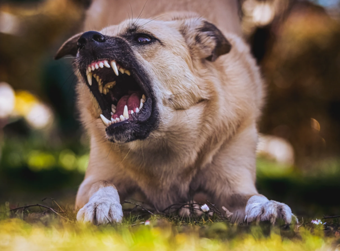 Controlling Blood Loss and Shock in Evisceration Injuries from Dog Bites